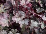 Heuchera villosa 'Carnival Rose Granita'