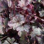 Heuchera villosa 'Carnival Rose Granita'