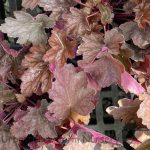 Heuchera villosa 'Carnival Watermelon'