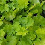 Heuchera villosa 'Citronelle'