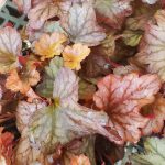 Heuchera villosa 'Paprika'