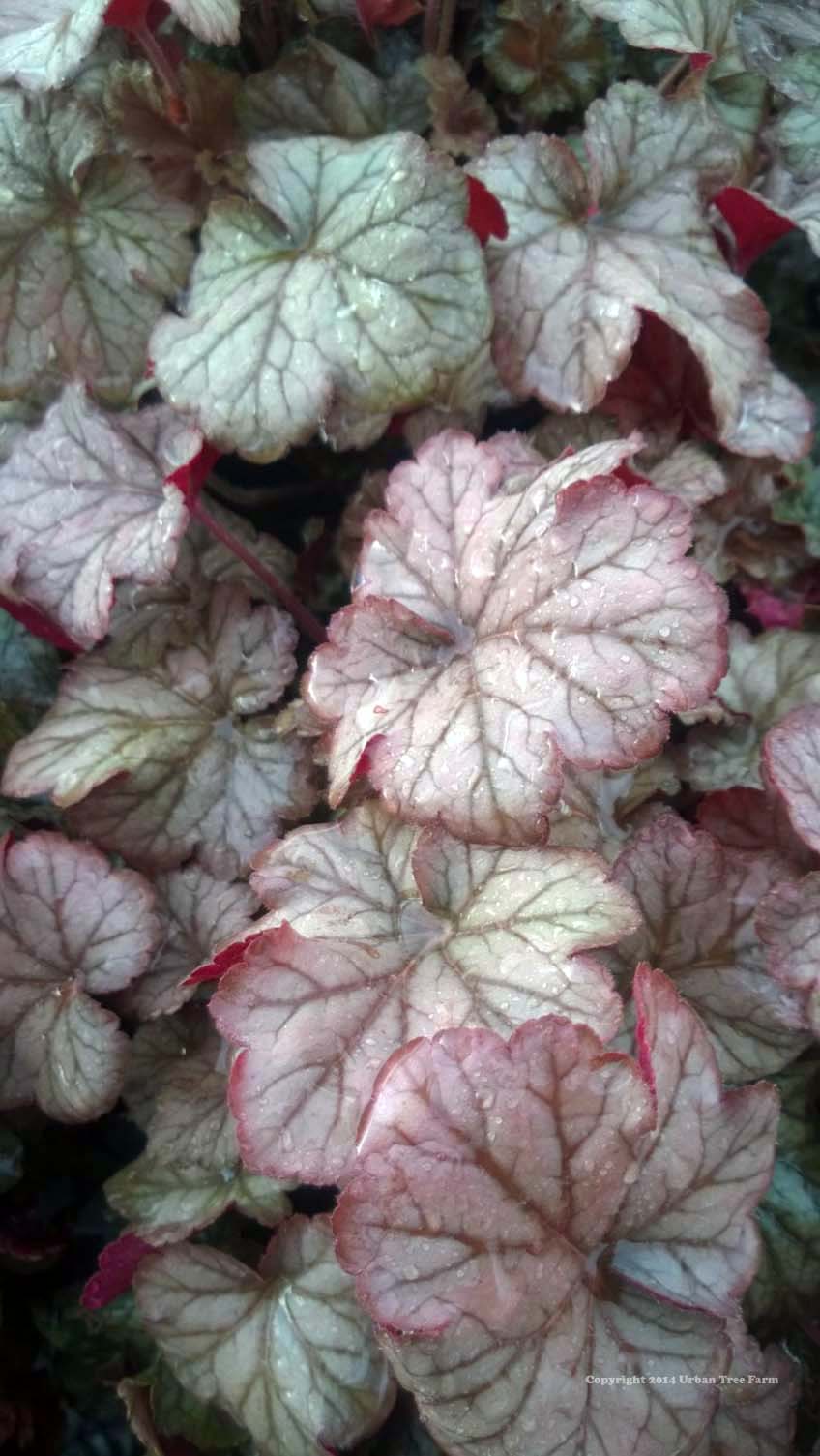 Heuchera-villosa-Pinot-Gris Heuchera villosa 'Pinot Gris' - Image 1