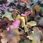 Heuchera villosa 'Southern Comfort'