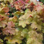 Heuchera x 'Amber Waves'