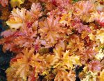 Heuchera x 'Amber Waves' - Image 3