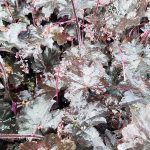 Heuchera x 'Blackout' (PPAF)