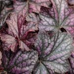 Heuchera x 'Dolce Black Currant'