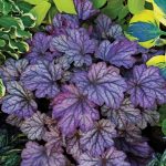 Heuchera x 'Dolce Blackberry Ice'