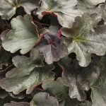 Heuchera x 'Dolce Brazen Raisin'