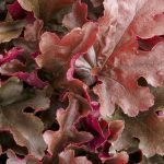 Heuchera x 'Dolce Cinnamon Curls'