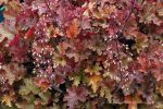 Heuchera x 'Ginger Peach'