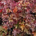 Heuchera x 'Ginger Peach'