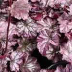 Heuchera x 'Heureka Season's King'