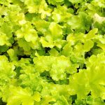 Heuchera x 'Lime Marmalade'