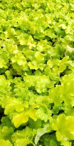 Heuchera x 'Lime Marmalade'