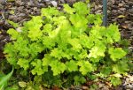 Heuchera x 'Lime Marmalade' - Image 2