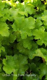 Heuchera x 'Lime Marmalade' - Image 3