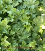 Heuchera x 'Lucid Dreams Kaleidoscope'