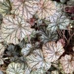 Heuchera x 'Mars'