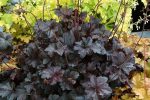 Heuchera x 'Obsidian'