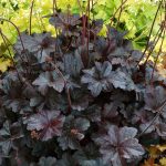 Heuchera x 'Obsidian'