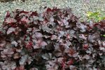 Heuchera x 'Obsidian' - Image 2