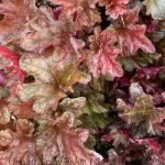 Heuchera x 'Peach Flambe (PPAF)'