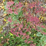 Heuchera x 'Peppermint Spice'