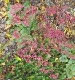 Heuchera x 'Peppermint Spice'