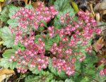 Heuchera x 'Peppermint Spice' - Image 2