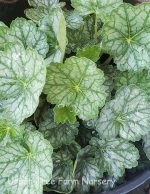 Heuchera x 'Peppermint Spice' - Image 3