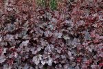Heuchera x 'Plum Pudding'