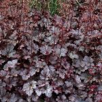 Heuchera x 'Plum Pudding'