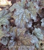 Heuchera x 'Plum Pudding' - Image 2