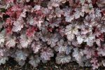 Heuchera x 'Plum Pudding' - Image 3