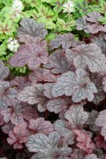 Heuchera x 'Plum Pudding' - Image 4