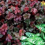 Heuchera x 'Purple Petticoats'