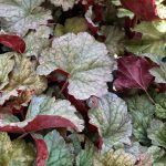 Heuchera x 'Stainless Steel'