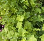 Heuchera x 'Winter Joy'