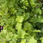 Heuchera x 'Winter Joy'