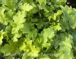 Heuchera x 'Winter Joy' - Image 2