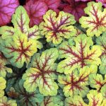 Heucherella x 'Alabama Sunrise'