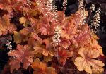 Heucherella x 'Buttered Rum'
