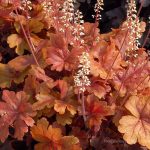 Heucherella x 'Buttered Rum'