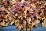 Heucherella x 'Buttered Rum' - Image 2