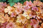 Heucherella x 'Buttered Rum' - Image 3