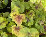 Heucherella x 'Citrus Shock' - Image 3