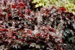 Heucherella x 'Cracked Ice'