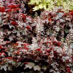 Heucherella x 'Cracked Ice'