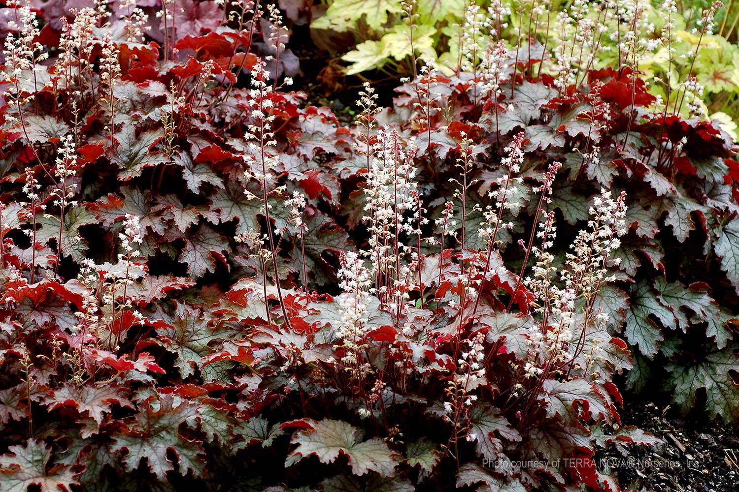 Heucherella-x-Cracked-Ice-a Heucherella x 'Cracked Ice' - Image 1